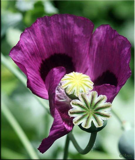 Papaver