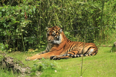 Sumatraanse tijger