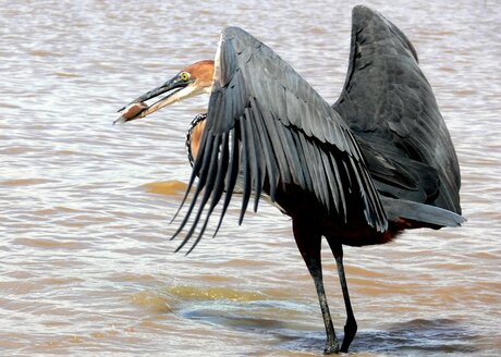 Goliath Heron