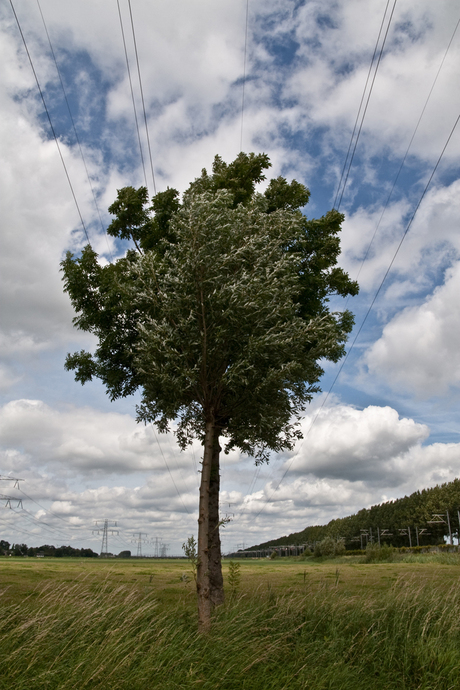 Boom, of Bomen?