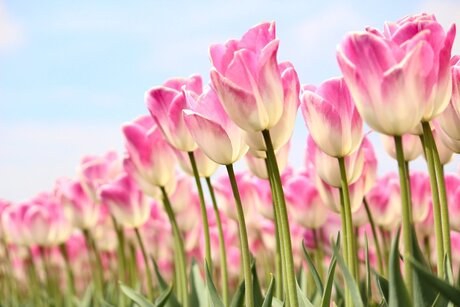 Roze met witte tulpen in de zon