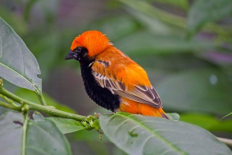 Southern Red Bishop