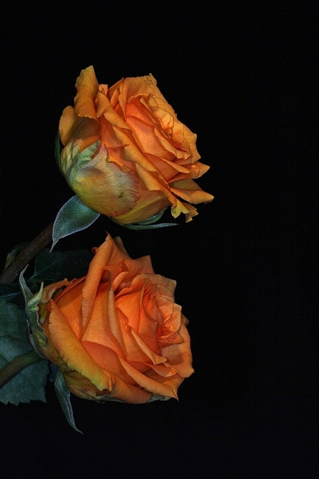 Oranje rozen