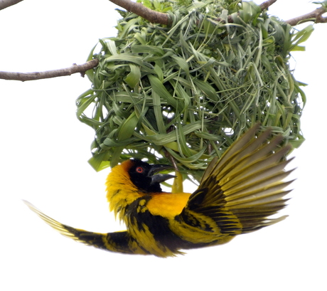 Black-headed Weaver