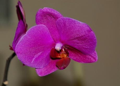 een orchidee