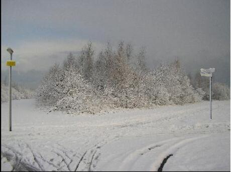 Bomen onder de sneeuw
