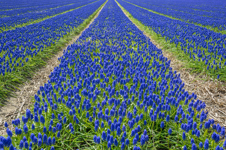 Blauwe druifjes