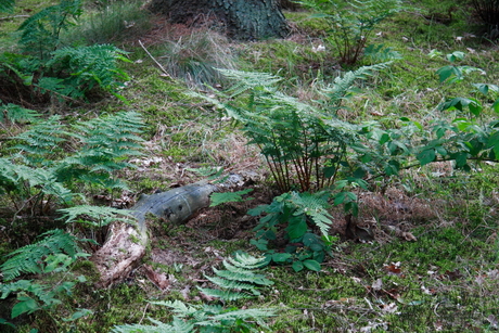 Slang in het bos