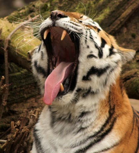 Big yawn