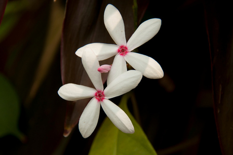 Bloemetje in Bangkok