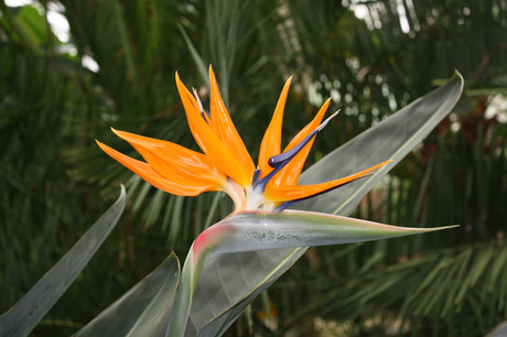 Paradijsbloem (Strelitzia)