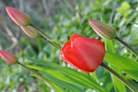 Tulp