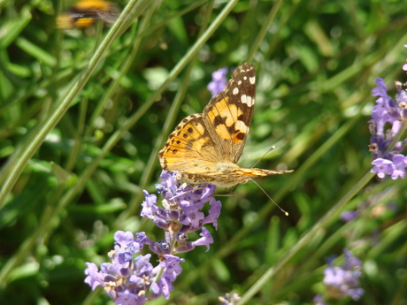 Distelvlinder in lavendel