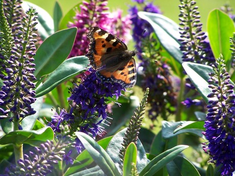 Vlinder op bloem