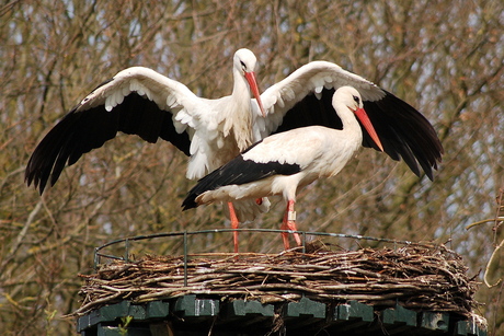 ooievaars op nest ...