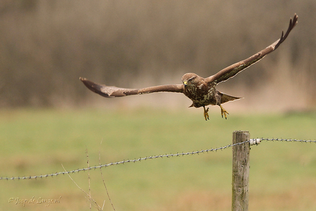 Buizerd