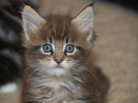 maine coon kitten