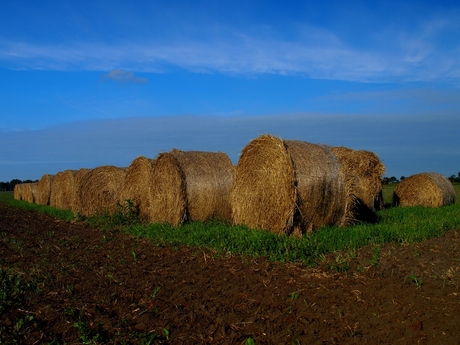 Harvest....