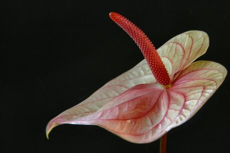 Anthurium