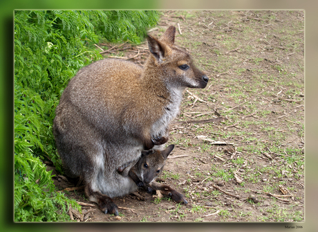 Bennett Wallaby's