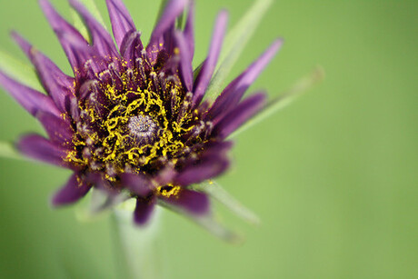 schoonheid in de tuin