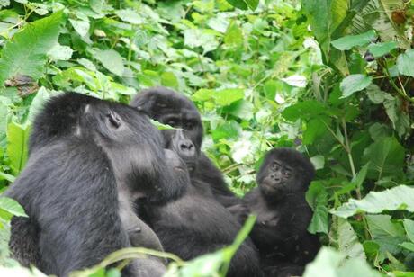 Gorillafamilie Bwindi