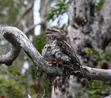 Uil met jong op nest