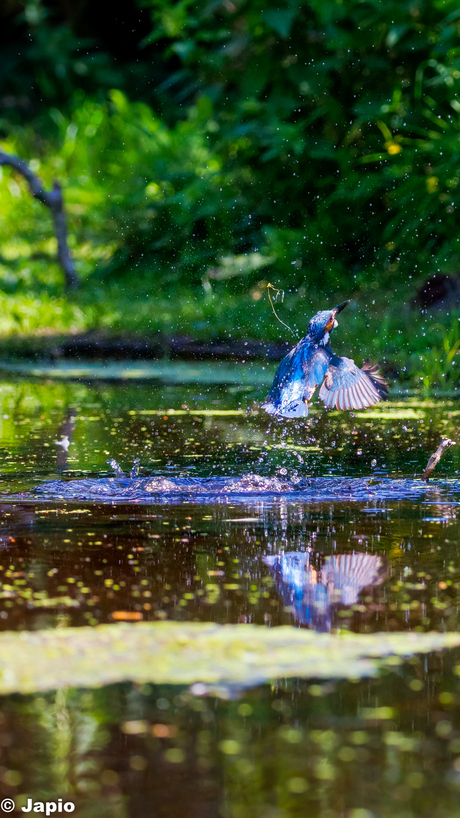 IJsvogel.