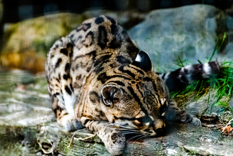 Margay