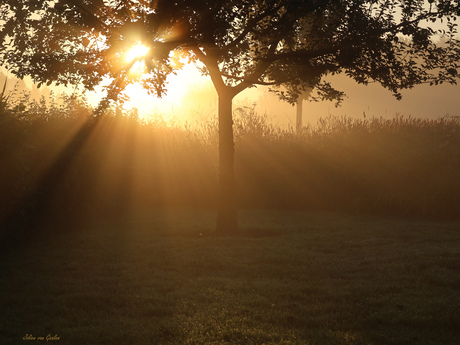 Zonnestralen breken door de mist in de Generatietuin Wierden. 