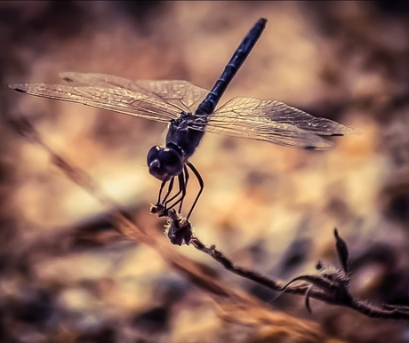 Natuur 