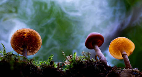 Een paddenstoel teveel binnen...