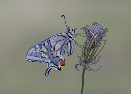 Koninginnenpage op Wilde Peen