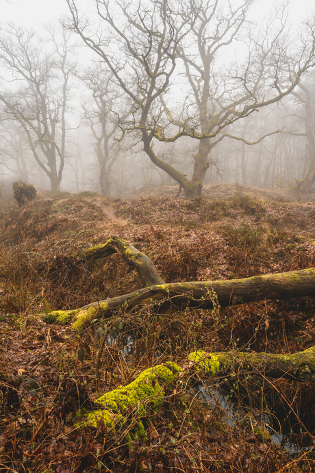 Eiken in de mist