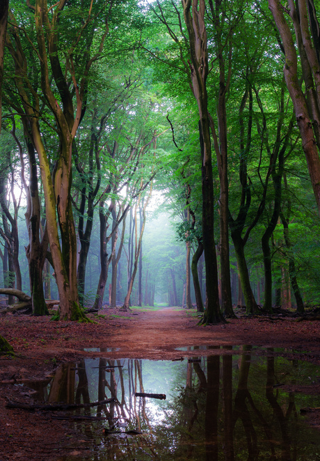 Dancing trees 