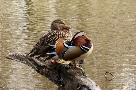 Eenden op een boomstam