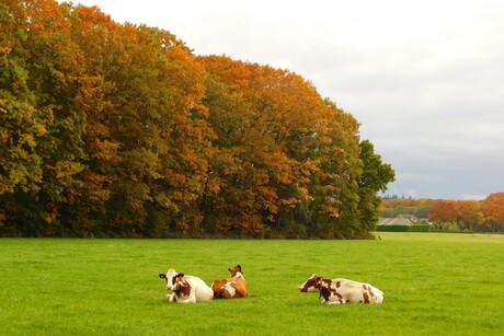 Herfst in de Maurik