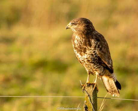 Buizerd geniet van het najaars zonnetje. 