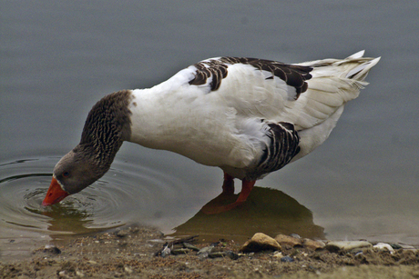 aan het drinken