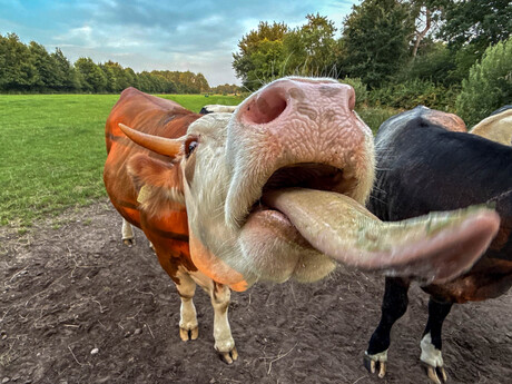 Lik!