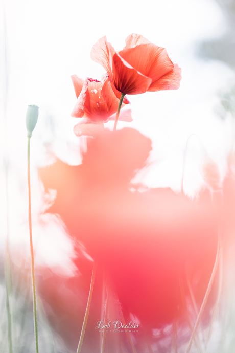 Fragile beauty