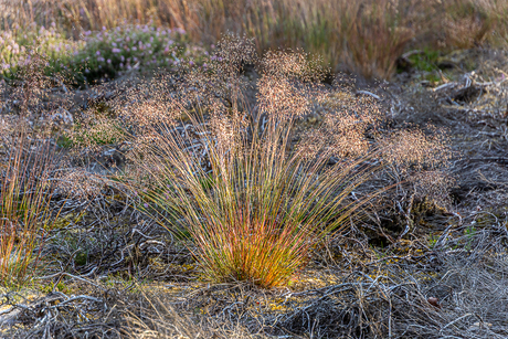 Kleur in een grijs landschap.