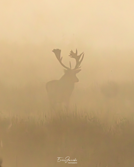 Kijkend door de mist