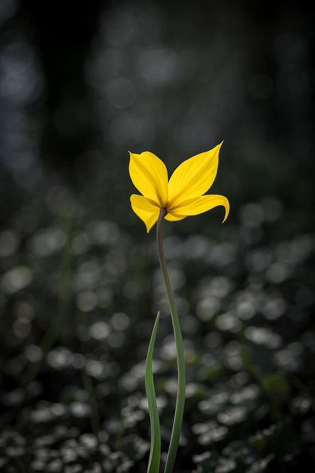 Yellow in B/W