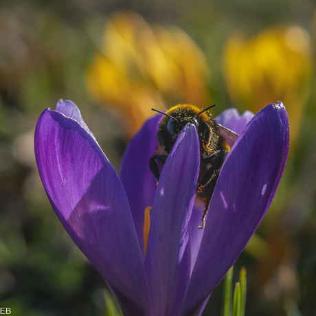 Lente komt eraan...