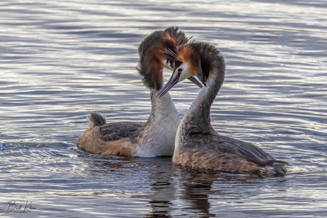 Love is in the air…