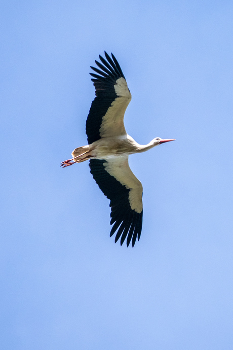 Ooievaar in de vlucht