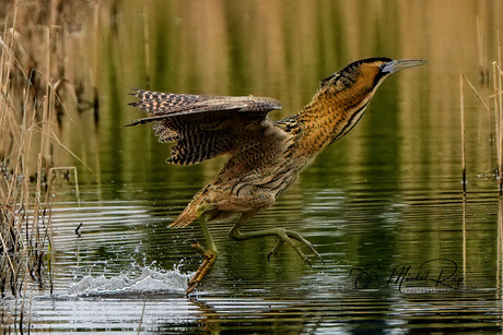 Walking on Water