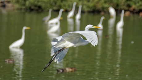 Zilverreigers