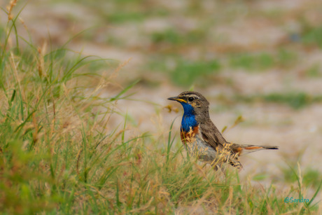 Blauwborst